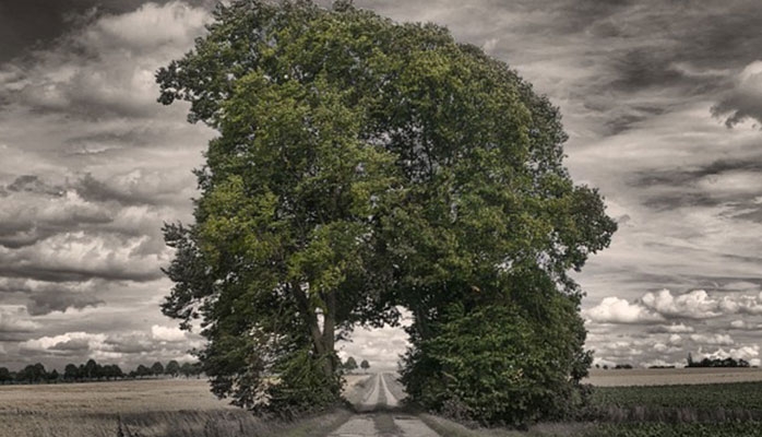 Voie publique dégradée par des racines d'arbres